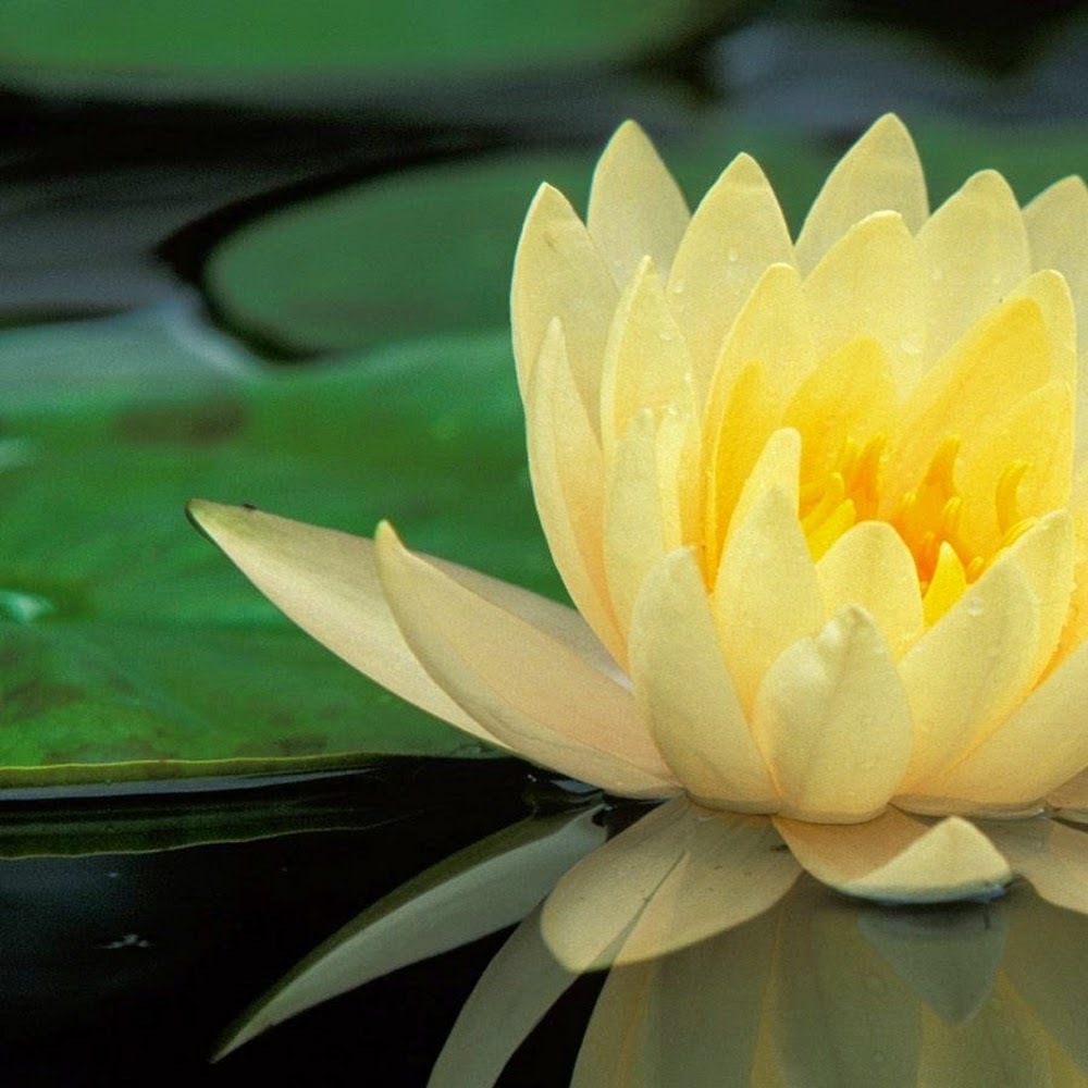 Meet your Posher, Dj